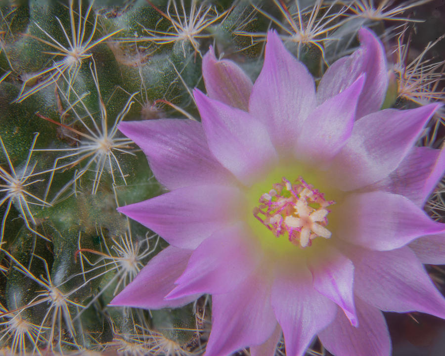 Flowers Still Life Photograph - Cactus Flower #2 by Bob Russman