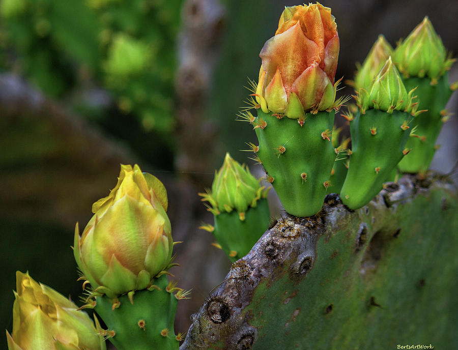 Cactus Flower 2 Photograph by Roberta Byram
