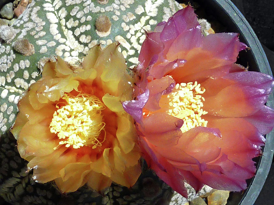 Cactus Flower 3 Photograph by Selena Boron