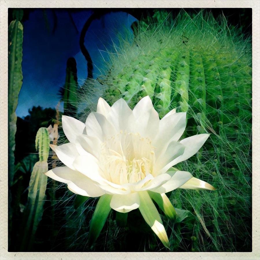 Cactus Flower 4 Photograph by Anne Thurston