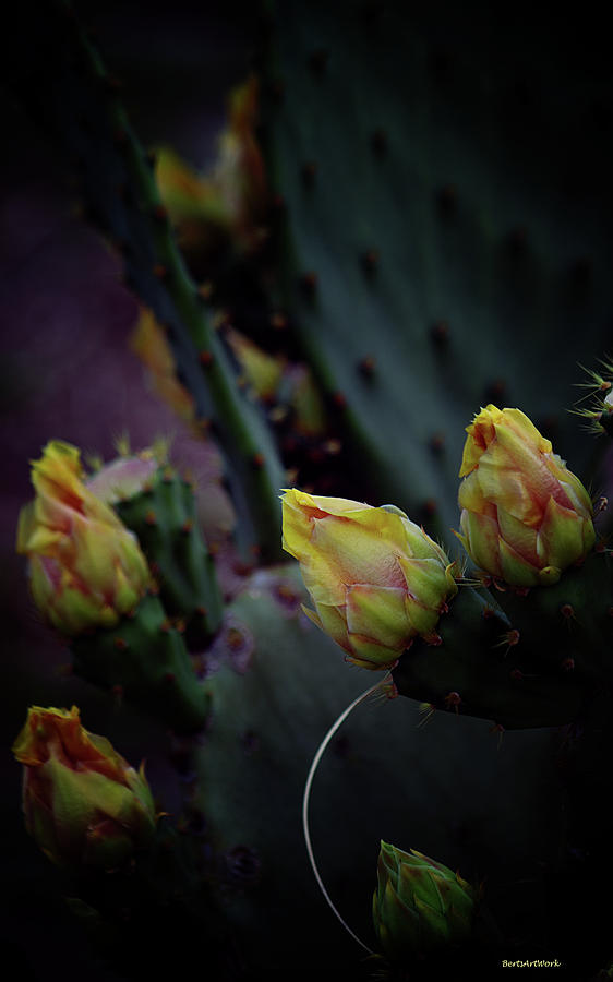 Cactus Flower 4 Photograph by Roberta Byram
