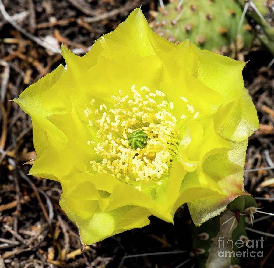 Cactus Flower 4 Photograph by Steven Natanson