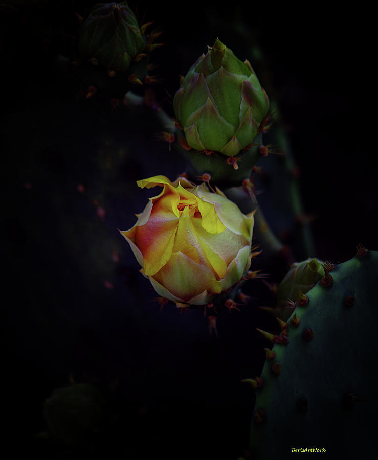 Cactus Flower 5 Photograph by Roberta Byram