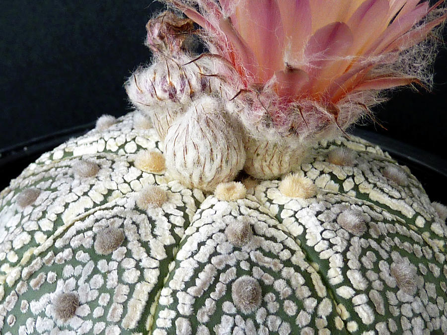 Cactus Flower 6 Photograph by Selena Boron