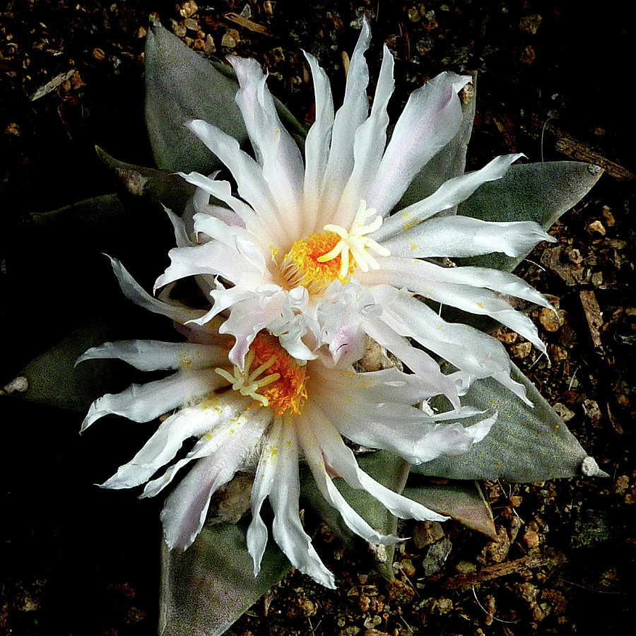 Cactus Flower 7 2 Photograph by Selena Boron
