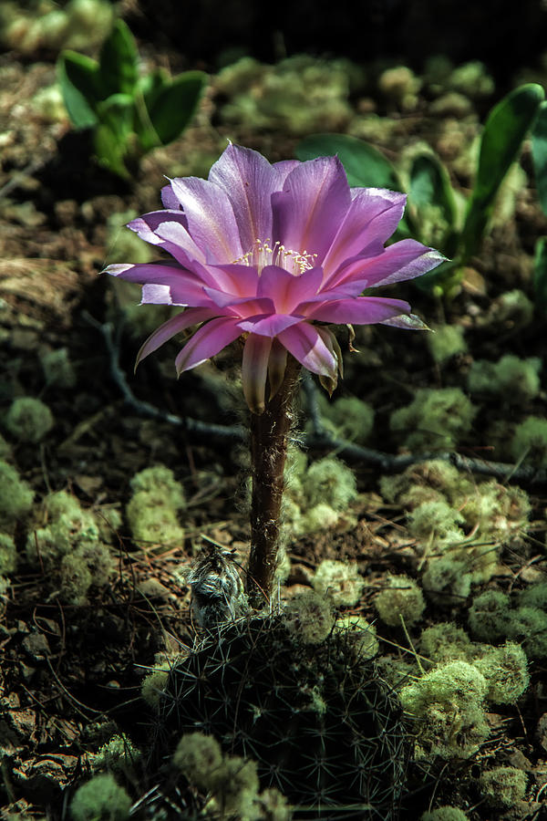 Cactus Flower 7527 Photograph by Tam Ryan