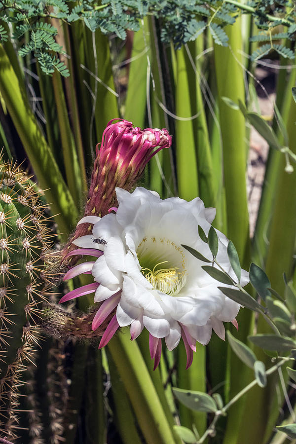 Cactus Flower 7672 Photograph by Tam Ryan