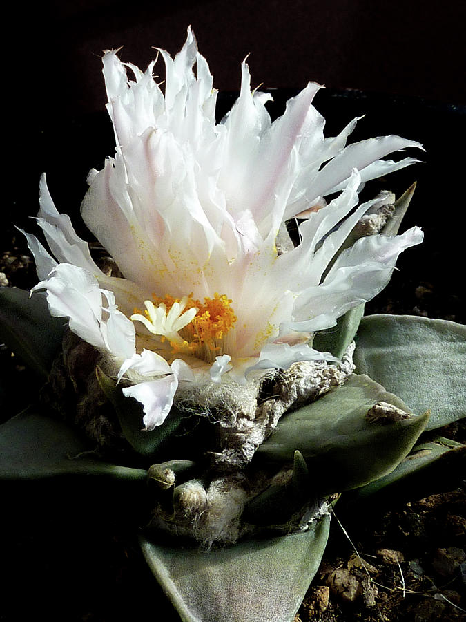 Cactus Flower 8 Photograph by Selena Boron