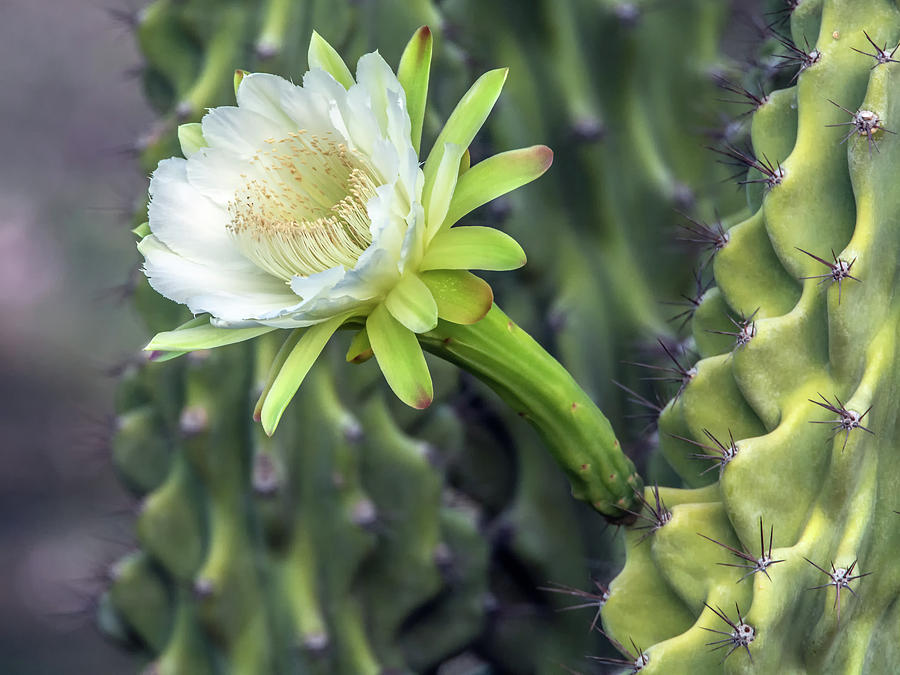 Cactus Flower 8309 Photograph by Tam Ryan