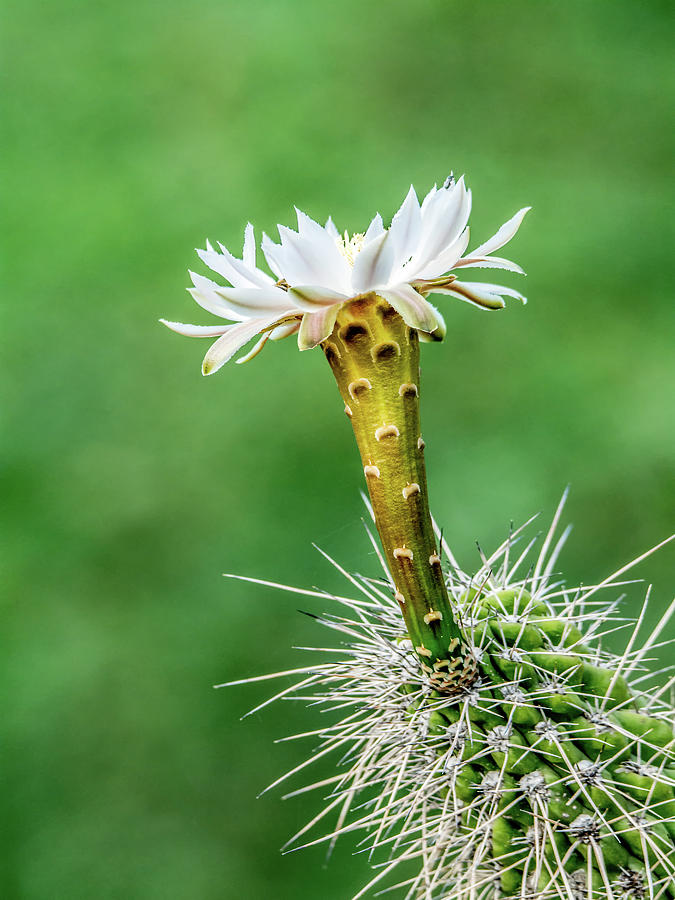 Cactus Flower 8345 Photograph by Tam Ryan
