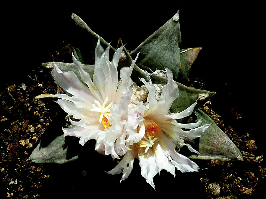 Cactus Flower 9 2 Photograph by Selena Boron