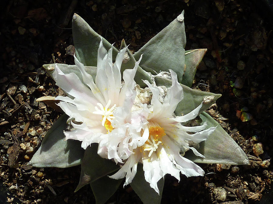 Cactus Flower 9 Photograph by Selena Boron