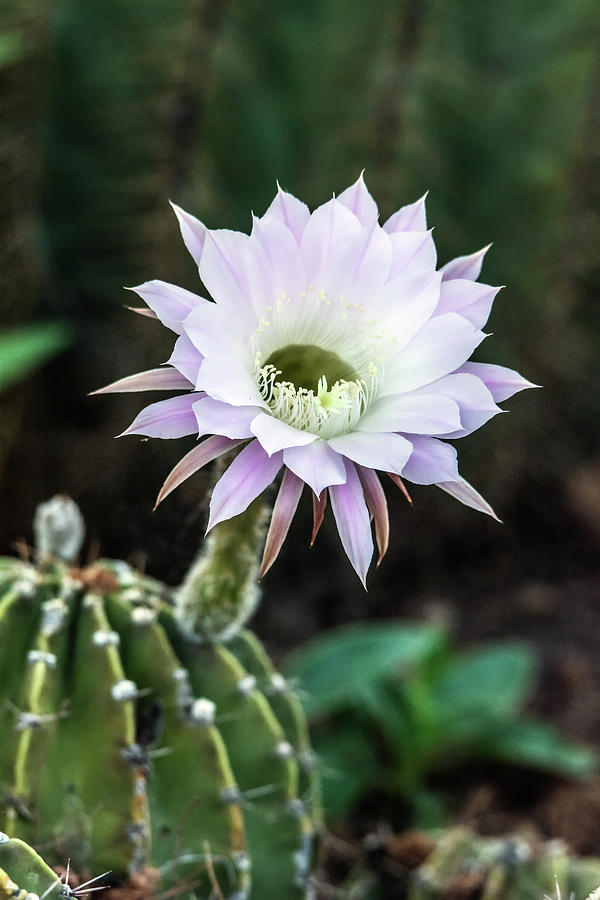 Cactus Flower 9211 Photograph by Tam Ryan