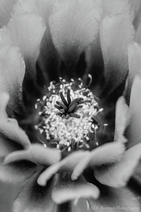 Cactus Flower  Photograph by Aaron Burrows
