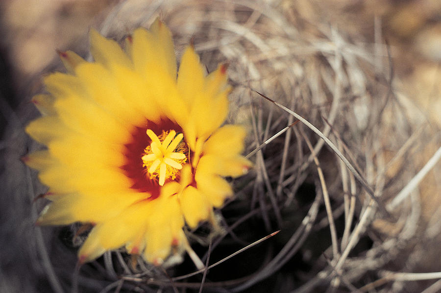 Flower Photograph - Cactus Flower by American School