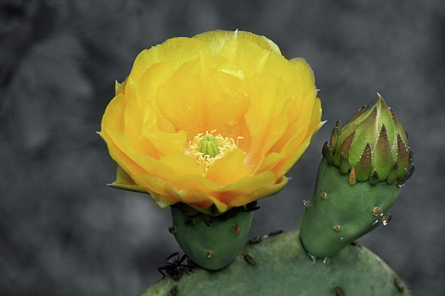 Flowers Still Life Photograph - Cactus Flower and bud by Cathy Harper
