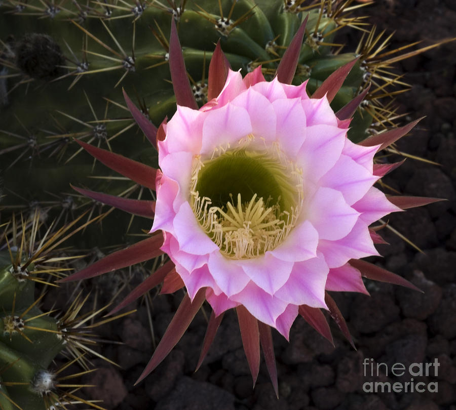 Cactus Flower Arizona 1 Photograph by Bob Christopher