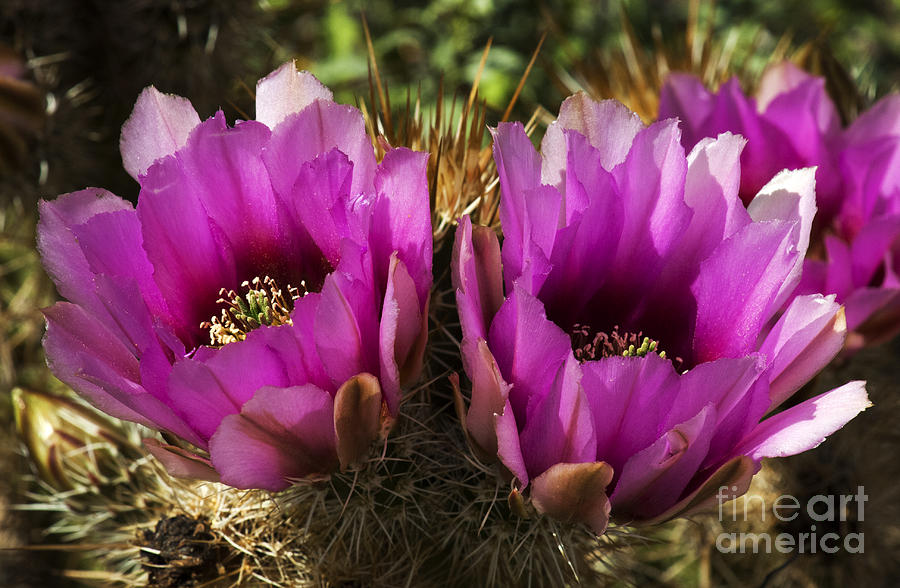 Cactus Flower Arizona 2 Photograph by Bob Christopher