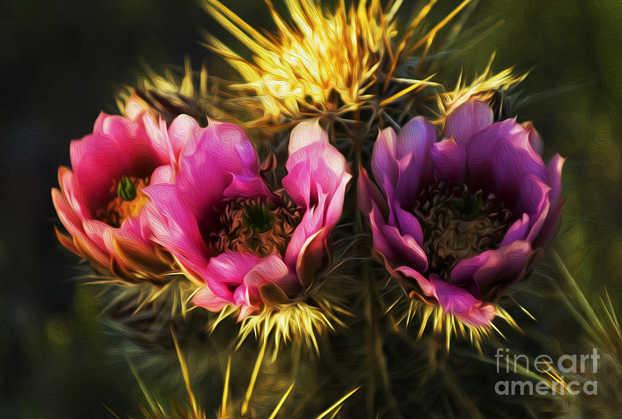 Enchanted Spaces Cactus Flower Arizona 3 Photograph by Bob Christopher