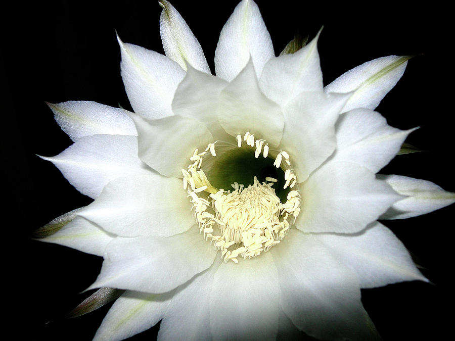 Cactus Flower At Night Photograph by Randy Rosenberger