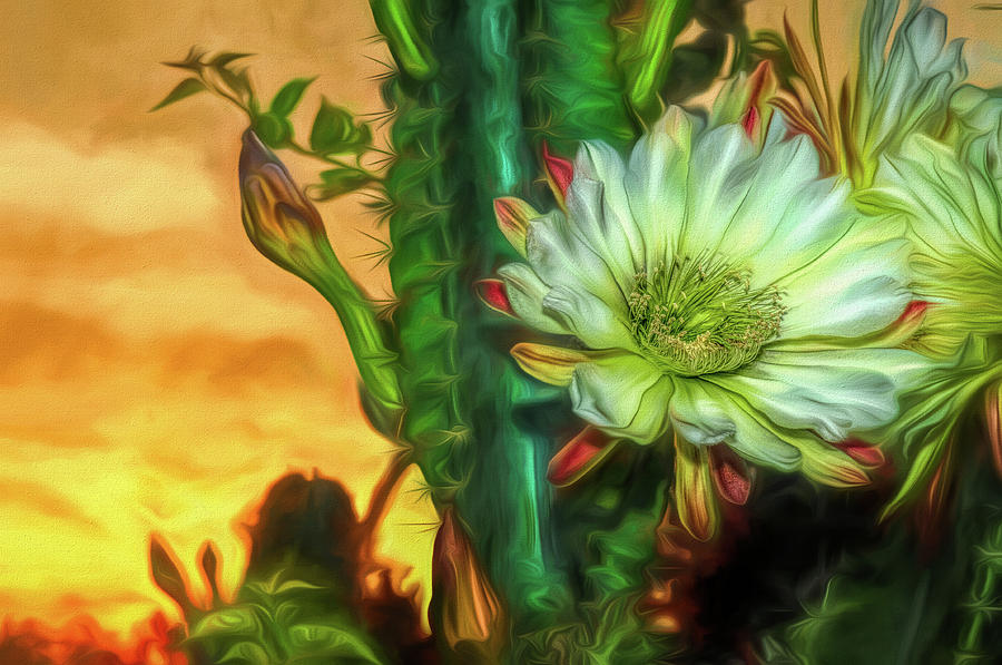 Cactus Flower at Sunrise Photograph by Pete Rems