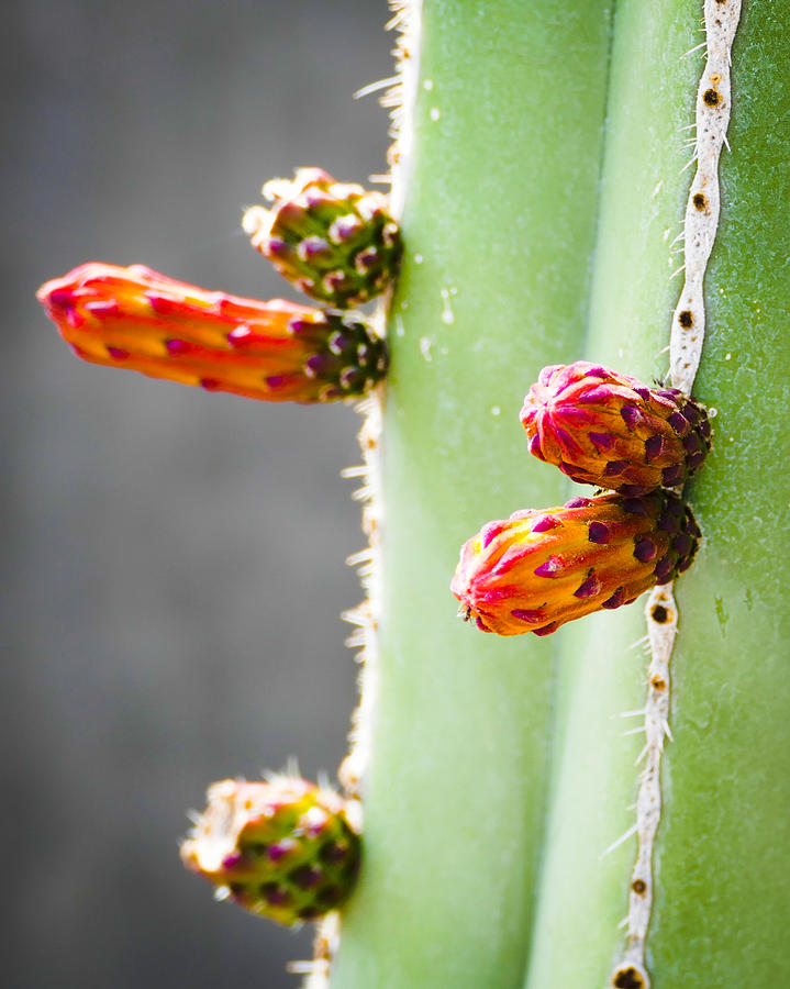 Cactus Flower Buds Photograph by Laurel Powell