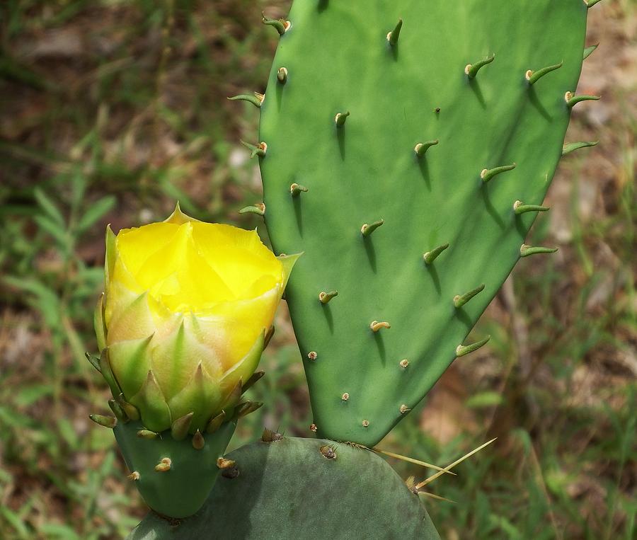 Cactus Flower Photograph