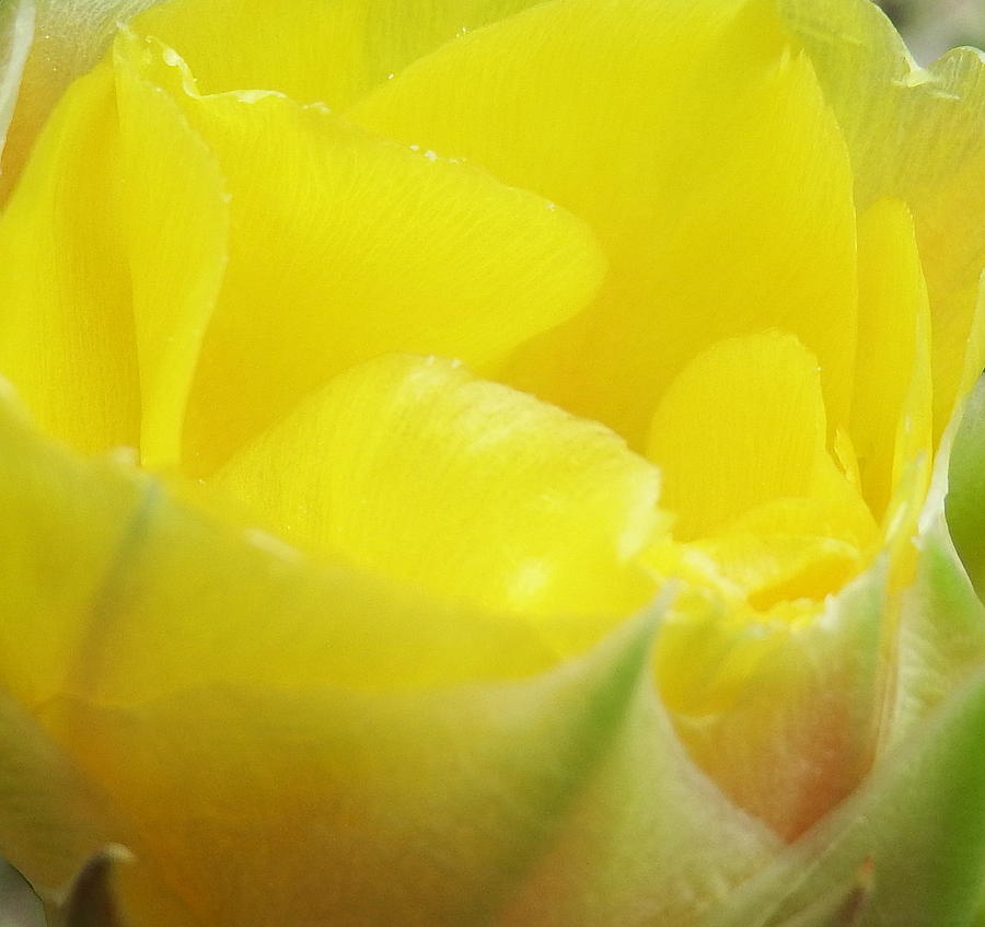 Flowers Still Life Photograph - Cactus Flower Close up by Cathy Harper