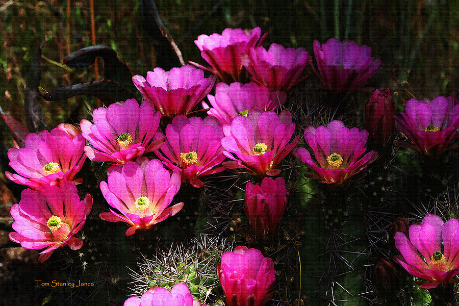 Cactus Flower Cluster, Photograph by Tom Janca