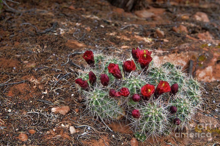 Cactus Flower Photograph by David Arment