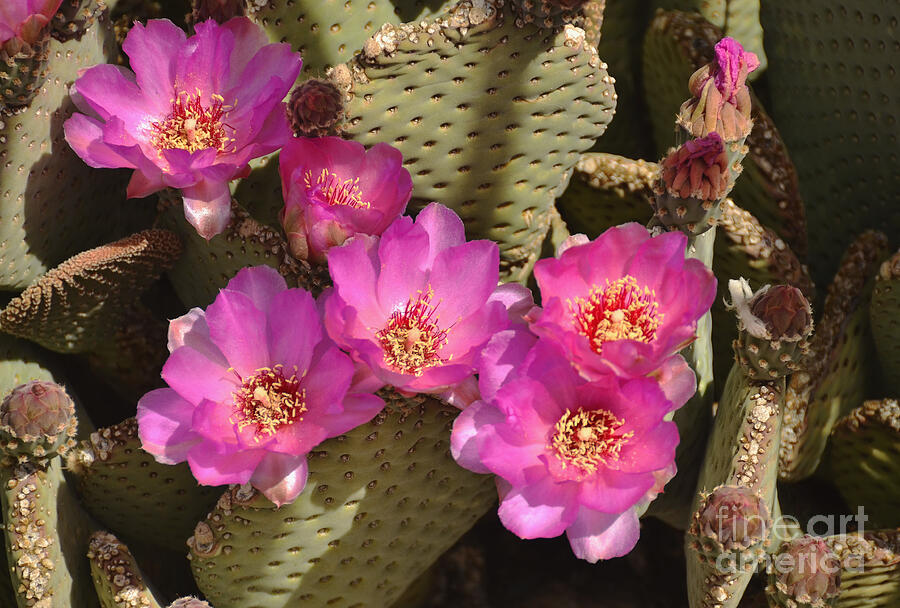 Cactus Flower Photograph by Debby Pueschel