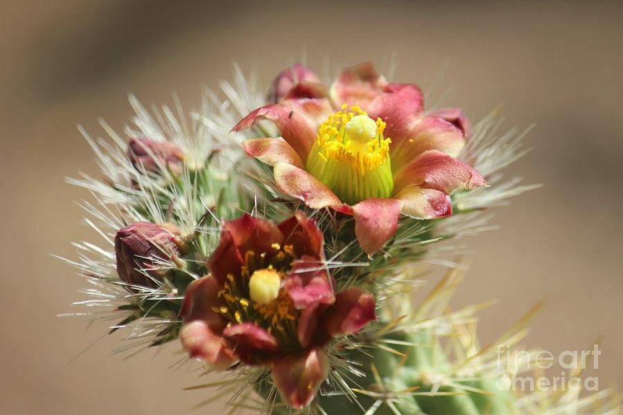 Cactus Flower Photograph by Douglas Miller