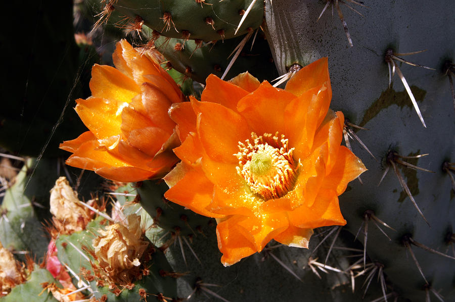 Cactus flower Photograph by Gary Brandes