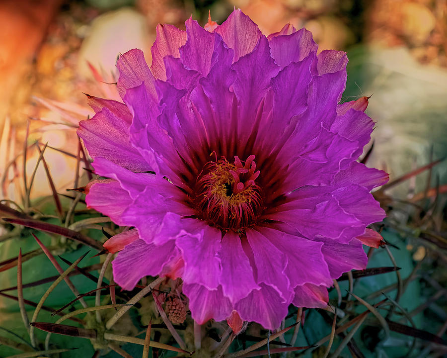 Flower Photograph - Cactus Flower h1805 by Mark Myhaver