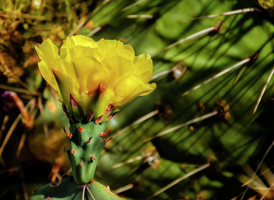 Cactus Flower H28 Photograph by Mark Myhaver