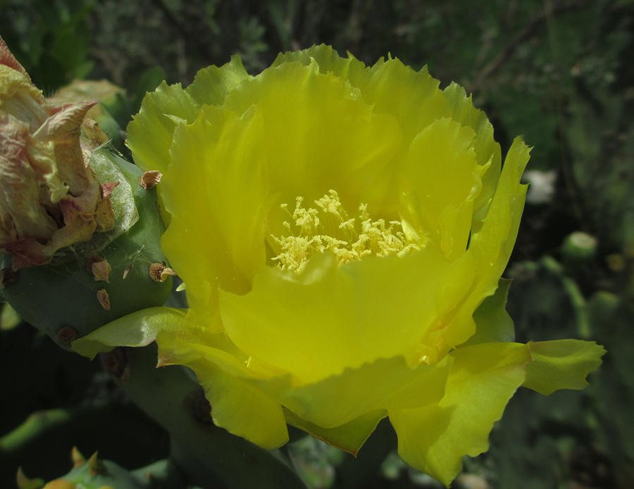Cactus Flower in bloom Photograph by Kevin Caudill