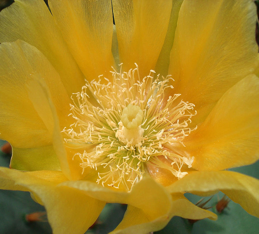 Cactus Flower in Gold Photograph by Rosalie Scanlon - Fine Art America