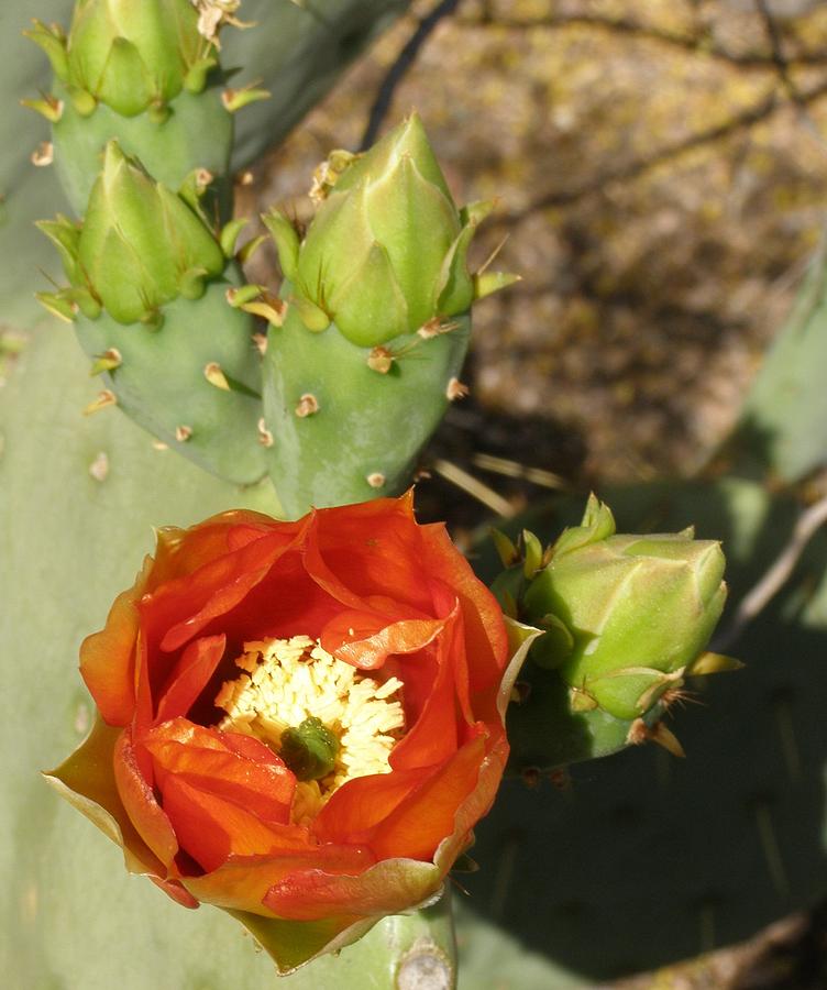 Cactus Flower Photograph by Jeanette Oberholtzer