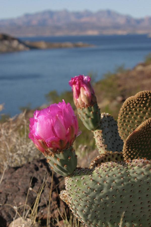 Cactus Flower Photograph by Jeff Floyd CA