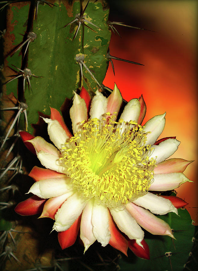 Cactus Flower Photograph by John Anderson