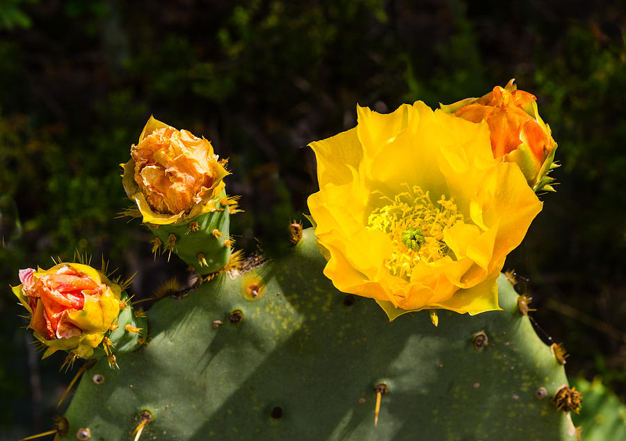 Cactus flower Photograph by John Johnson