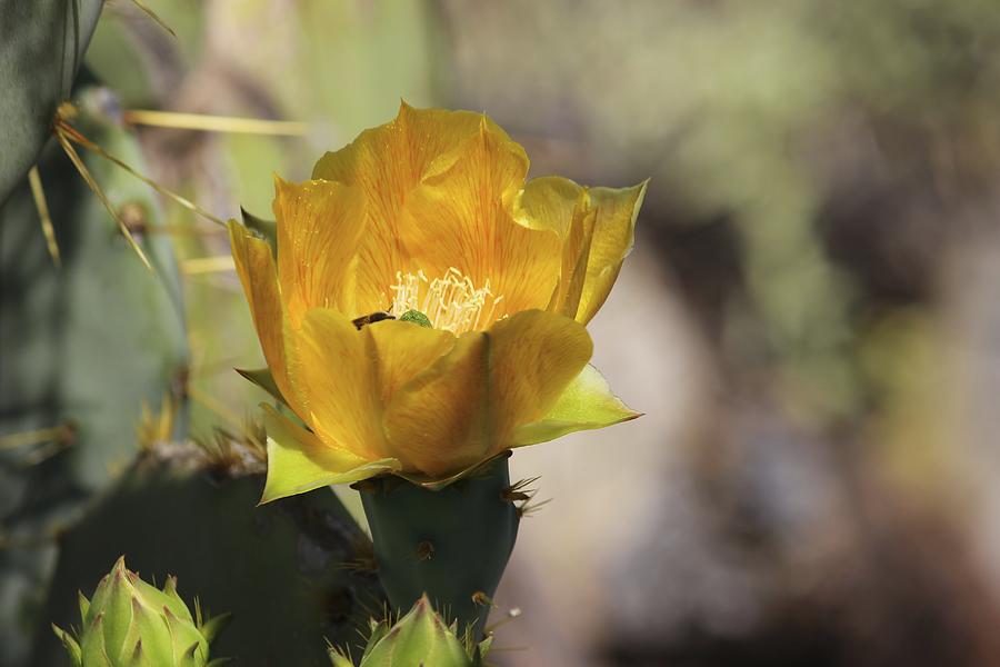 Cactus Flower Photograph by Karen Jensen