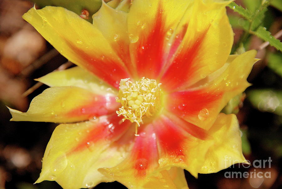 Cactus Flower Photograph by Ken Williams