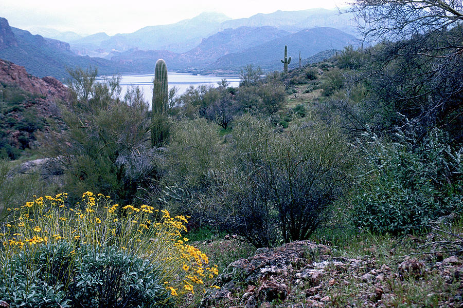 Cactus Flower Lake and Mountain Photograph by Ira Marcus