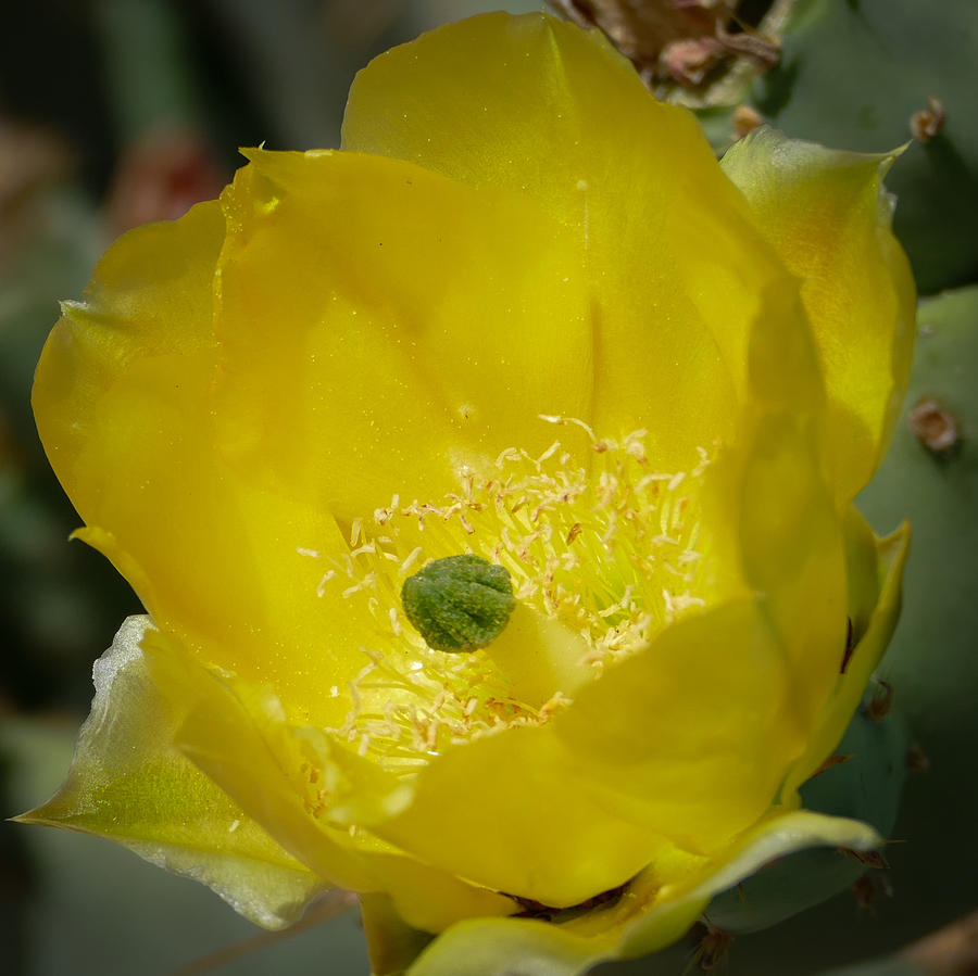 Cactus Flower Photograph by Laurel Powell