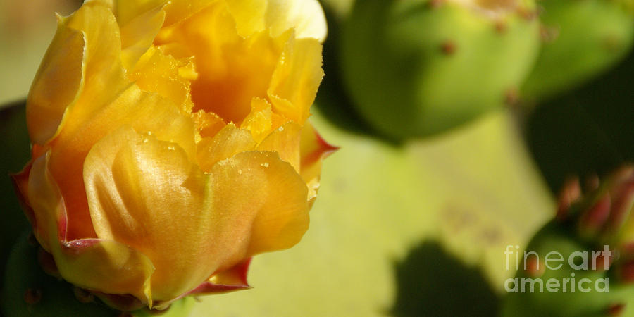 Cactus Flower Photograph by Linda Shafer