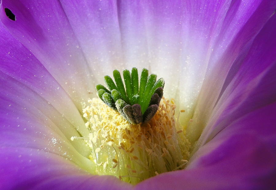 Cactus Flower Photograph by Liz Vernand