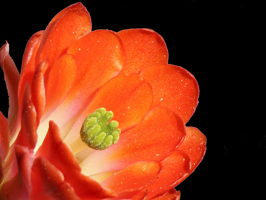Cactus Flower Macro Photograph by Lorraine Baum