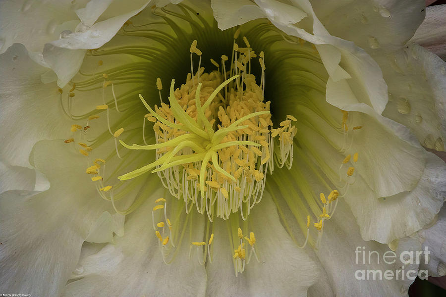 Cactus Flower Macro Photograph by Mitch Shindelbower