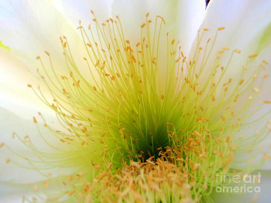 Cactus Flower Macro Photograph by Mary Deal